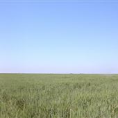 Wheat Field near Tulia