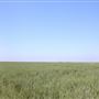 Wheat Field near Tulia