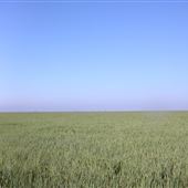 Wheat Field off Hwy 207