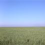 Wheat Field off Hwy 207