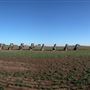 Cadillac Ranch