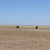 Buffalo Lake National Wildlife Refuge