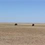 Buffalo Lake National Wildlife Refuge